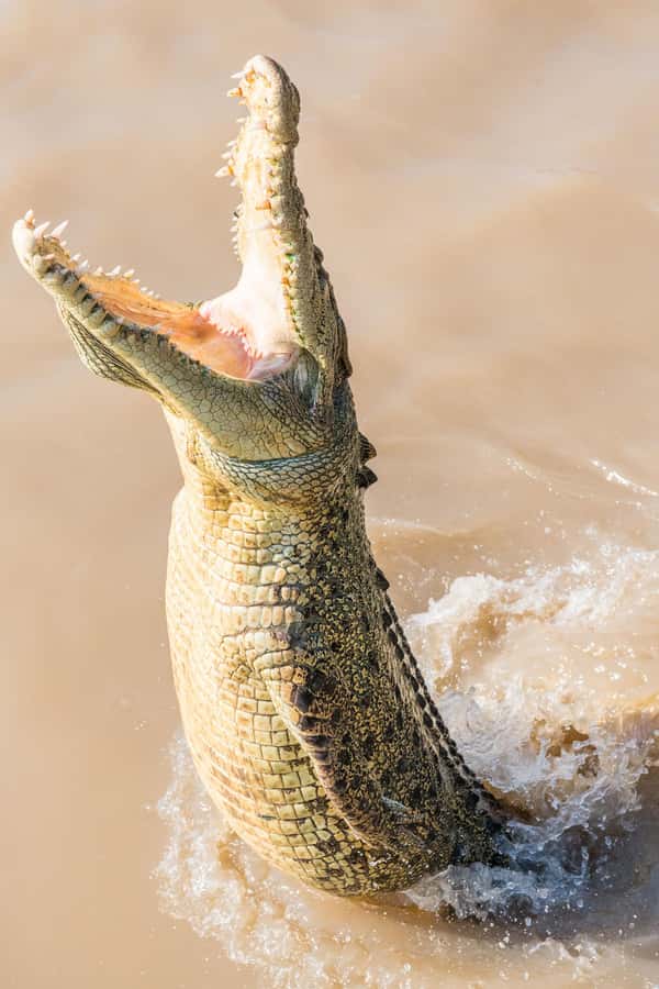 Jumping Crocodile Cruise from Darwin Half-Day Scenic Trip - Best timing, clothing, and camera advice