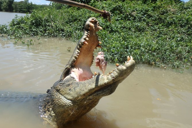 Jumping Crocodile Cruise with lunch - Fogg Dam and the wetland birdlife