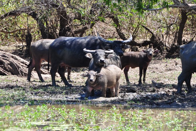 Jumping Crocodile Cruise with lunch - Lunch at Humpty Doo Hotel