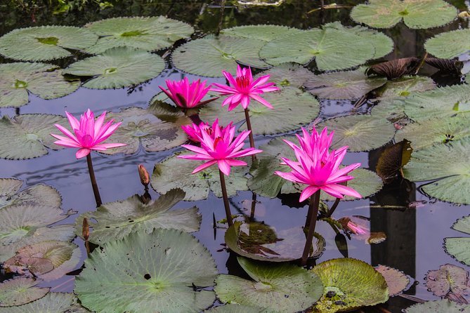 Kakadu, Nourlangie and Yellow Waters Tour from Darwin - Yellow Water Billabong cruise