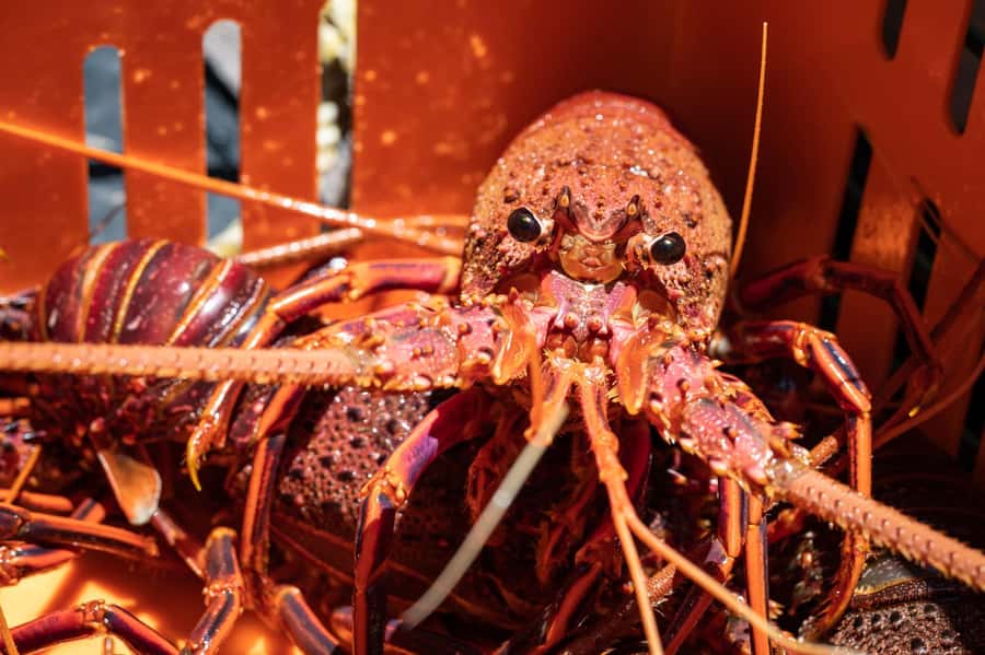 Kalbarri Crayfish Catch & Keep Tour - Key points before you book
