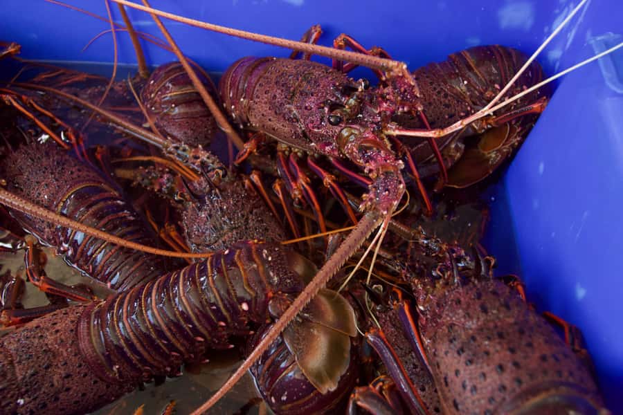Kalbarri Crayfish Catch & Keep Tour - Practical details for planning your morning