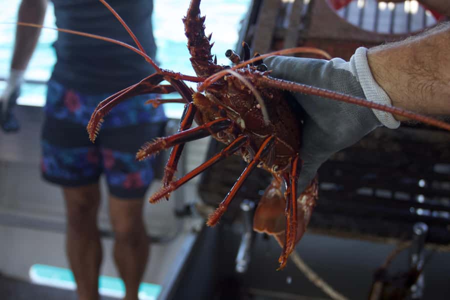 Kalbarri Crayfish Catch & Keep Tour - What happens at each pot