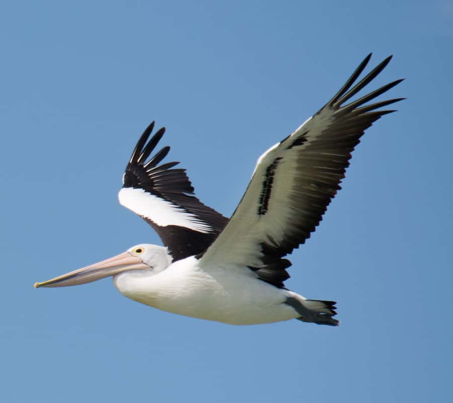 Kalbarri: Murchison River Wilderness Wildlife Cruise - What the Murchison River cruise is really like
