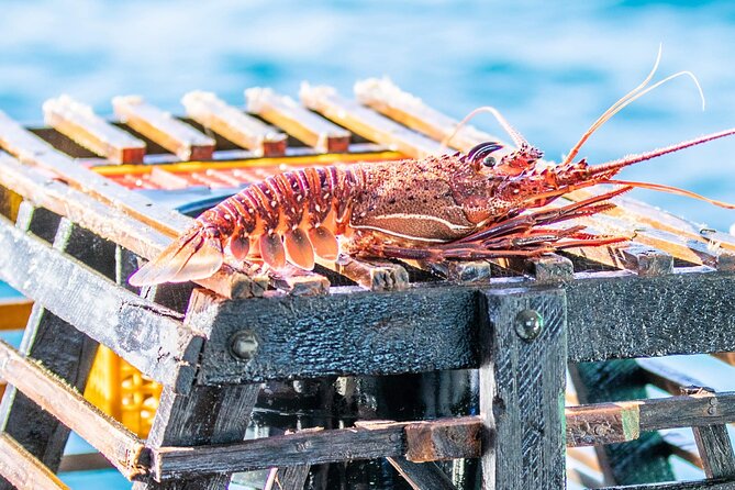 Kalbarri Rock Lobster Tours - Key points to know before you book