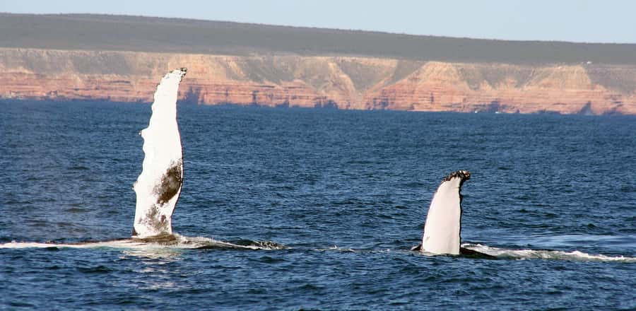 Kalbarri Whale Watching Tour - Why Kalbarri is a good place to watch whales