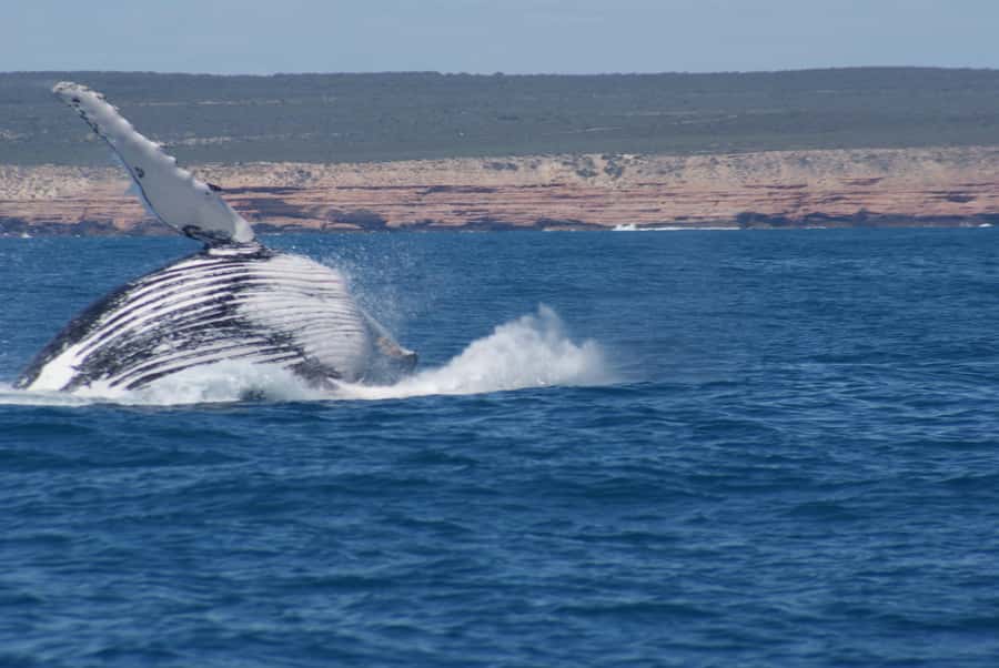 Kalbarri Whale Watching Tour - Watching from a spacious 50-foot vessel