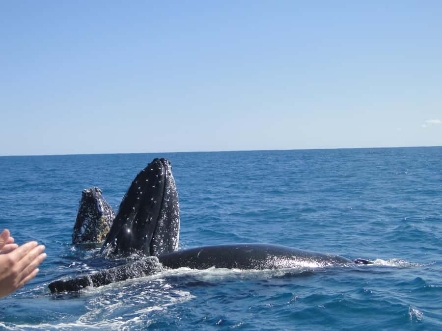 Kalbarri Whale Watching Tour - How close can the whales come?