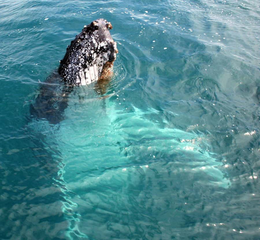 Kalbarri Whale Watching Tour - Crew guidance and communication