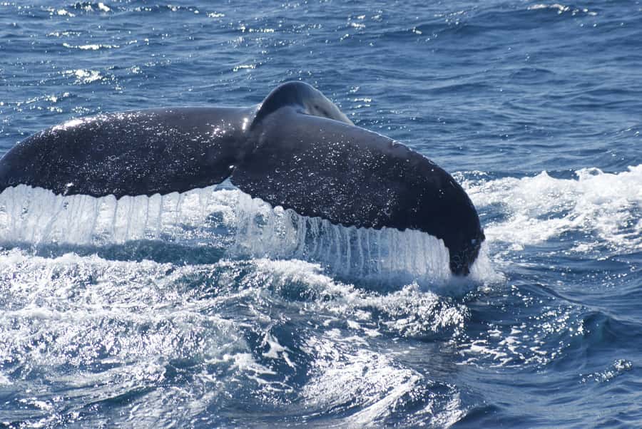 Kalbarri Whale Watching Tour - Price, timing, and overall value
