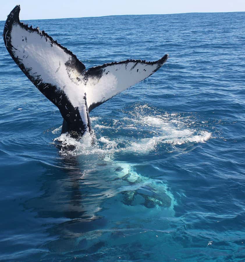 Kalbarri Whale Watching Tour - Practical tips before you go