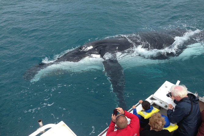 Kalbarri Whale Watching Tour Guided - Key things to know before booking