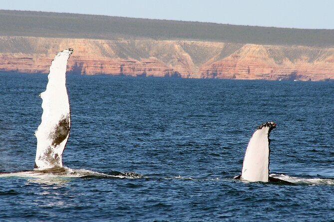 Kalbarri Whale Watching Tour Guided - Searching Gantheaume Bay for humpbacks