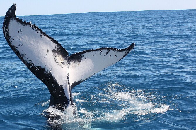 Kalbarri Whale Watching Tour Guided - What the crew adds to the trip