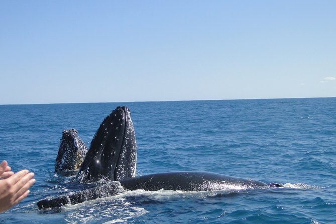 Kalbarri Whale Watching Tour Guided - Dolphins, calves, and other surprises