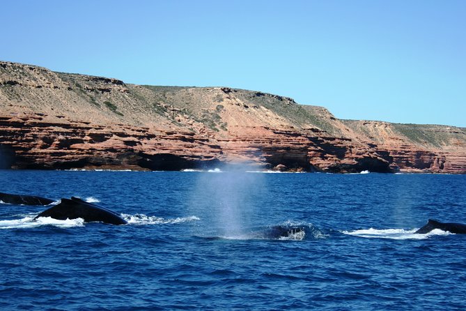 Kalbarri Whale Watching Tour Guided - Is $60.97 a fair price?