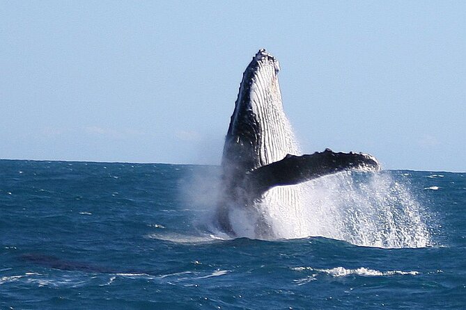Kalbarri Whale Watching Tour Guided - Who should book this cruise