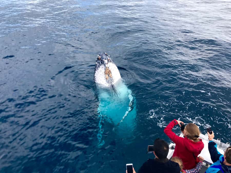 Kalbarri Whale Watching Tour - What the 150-minute cruise feels like