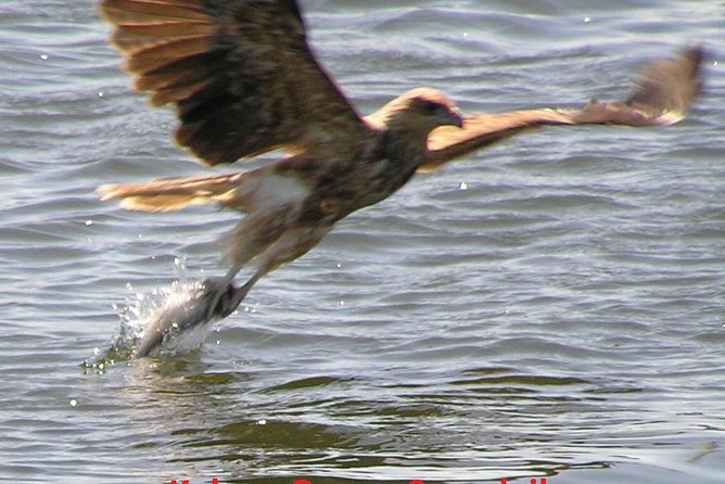 Kalgan Queen Scenic Cruises a four hour sheltered water wildlife tour daily fun. - Oyster Harbour, where the wildlife takes the lead