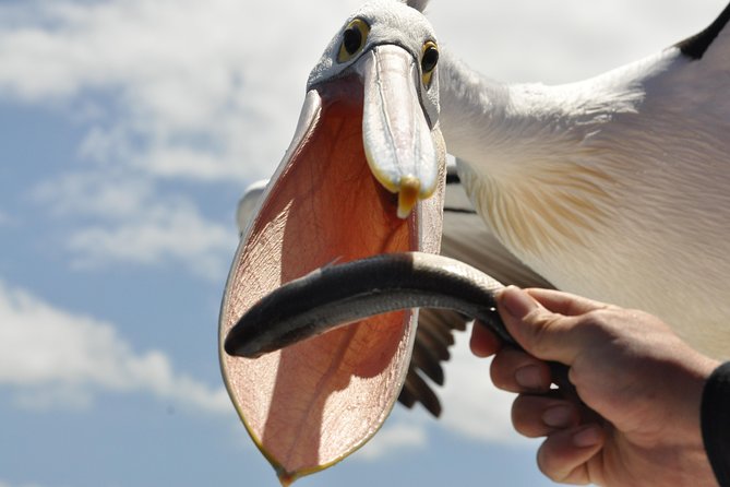 Kalgan Queen Scenic Cruises a four hour sheltered water wildlife tour daily fun. - Captain Jack’s personal style