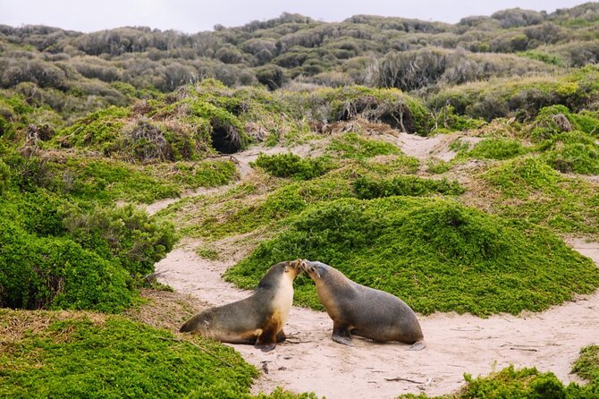 Kangaroo Island 2-Day Wildlife Adventure Small Group tour - Stokes Bay is the first big pause