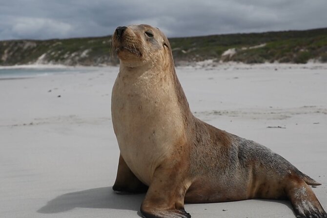 Kangaroo Island 2-Day Wildlife Adventure Small Group tour - Kangaroo Island Brewery adds local flavor