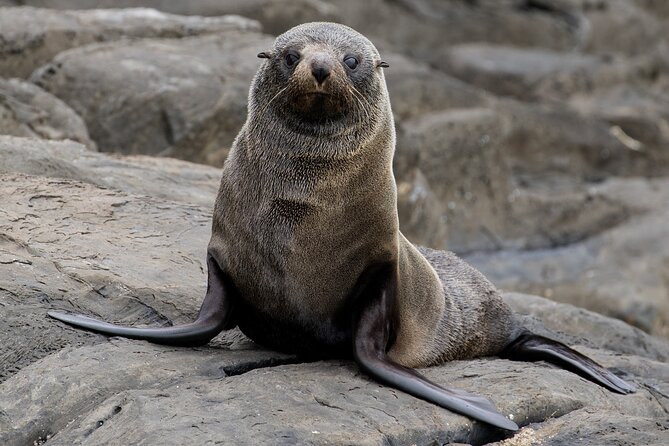 Kangaroo Island 75-Minute Coastal Safari - What the commentary adds