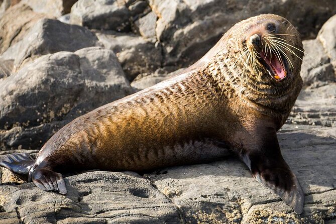 Kangaroo Island 75-Minute Coastal Safari - Is $63.12 good value?