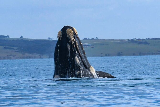Kangaroo Island 75-Minute Coastal Safari - Weather, comfort, and practical limits