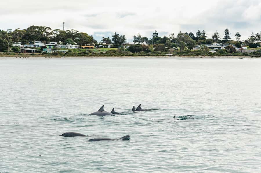 Kangaroo Island: 75-Minute Coastal Safari - Who Will Enjoy This Safari Most?