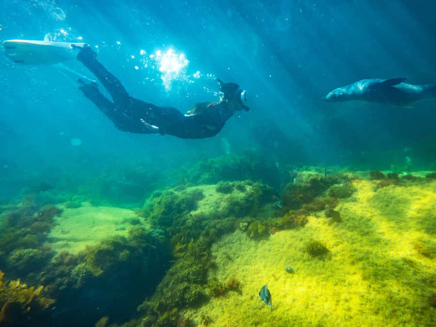 Kangaroo Island: Dolphin, Seal, and Swimming Boat Tour - Setting out from Penneshaw