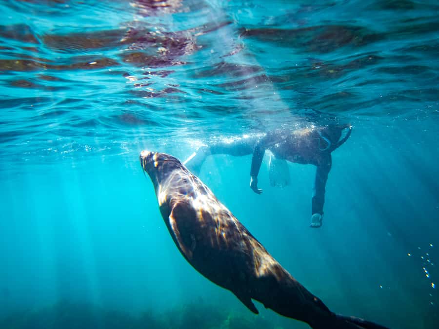 Kangaroo Island: Dolphin, Seal, and Swimming Boat Tour - Meeting seals in the water