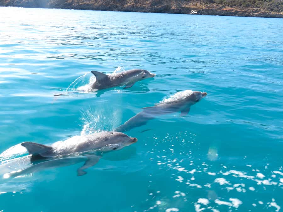 Kangaroo Island: Dolphin, Seal, and Swimming Boat Tour - The crew makes a short tour work