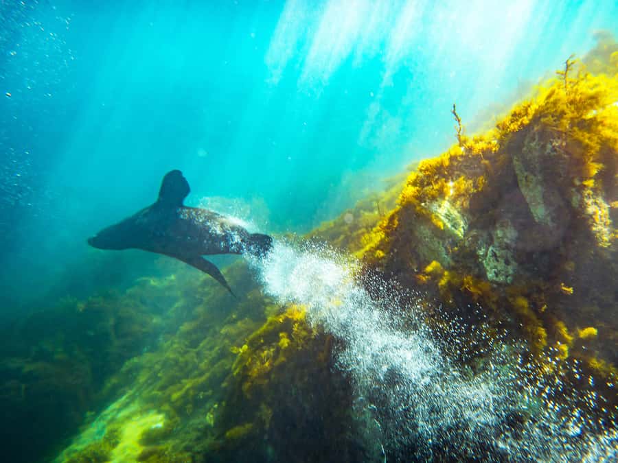 Kangaroo Island: Dolphin, Seal, and Swimming Boat Tour - Is $138 a fair price?