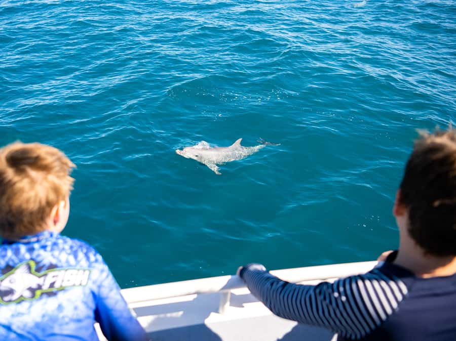 Kangaroo Island: Dolphin, Seal, and Swimming Boat Tour - How the rules protect the wildlife