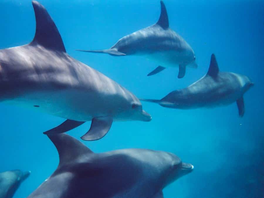 Kangaroo Island: Dolphin, Seal, and Swimming Boat Tour - The boat ride along Kangaroo Island’s coast