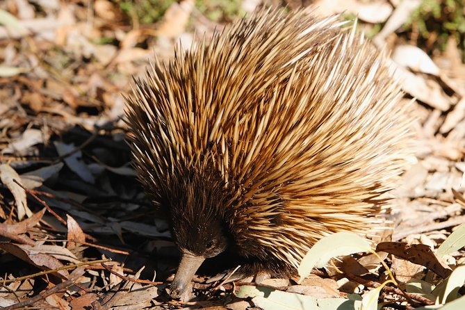 Kangaroo Island in a Day Tour from Adelaide - Flinders Chase and the island’s rugged southwest