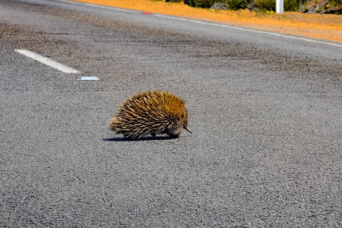 Kangaroo Island Luxury Small Group 'Flinders Chase Focus' Full Day Tour - The guide can make or break a long day