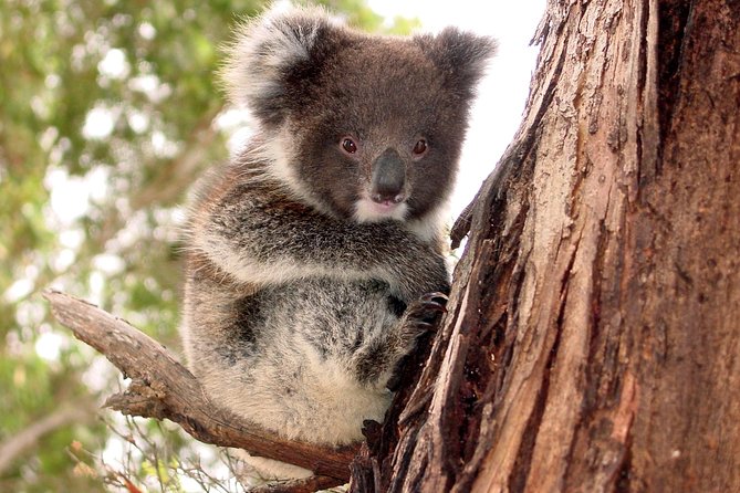 Kangaroo Island Luxury Small Group 'Island Life' Full Day Tour - Key points to know before you book