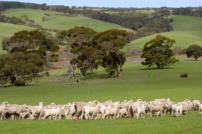 Kangaroo Island Luxury Small Group 'Island Life' Full Day Tour - A full day built around island wildlife