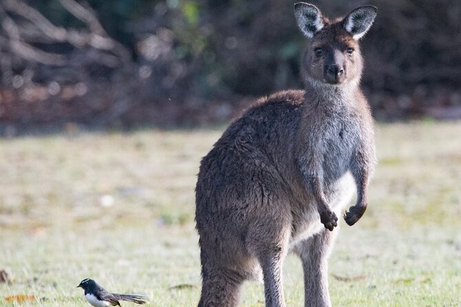 Kangaroo Island Luxury Small Group 'Island Life' Full Day Tour - Duck Lagoon turns your eyes upward