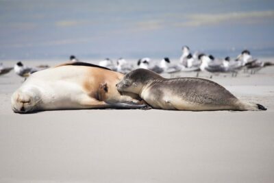 Kangaroo Island Luxury Small Group ‘Island Life’ Full Day Tour