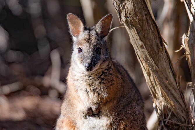 Kangaroo Island Luxury Small Group 'Island Life' Full Day Tour - Seal Bay delivers the day’s signature encounter