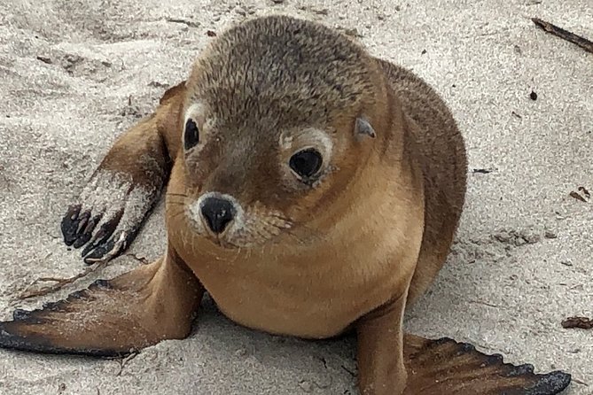 Kangaroo Island Scenic Nature and Wildlife Day Tour - Key points to know before you book