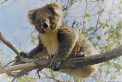 Kangaroo Island Scenic Nature and Wildlife Day Tour