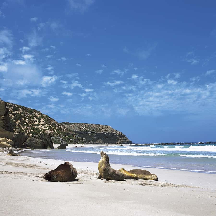 Kangaroo Island: Scenic, Nature & Wildlife Tour - Vivonne Bay brings a change of pace