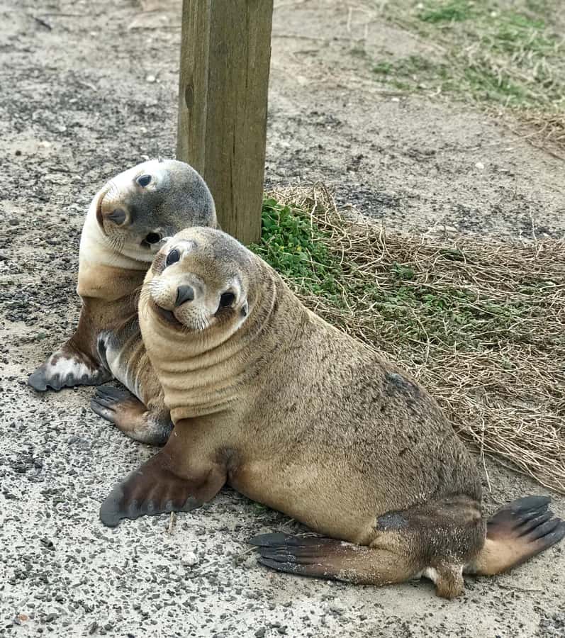 Kangaroo Island: Scenic, Nature & Wildlife Tour - Small groups make the long route easier
