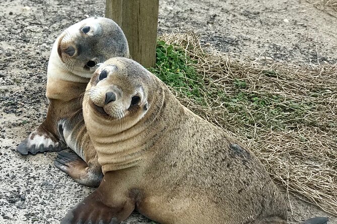 Kangaroo Island Shore Excursion Scenic Trail Tour - Key points to know before you book