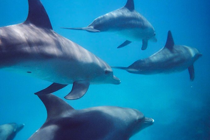 Kangaroo Island - Swim with Dolphins/Seals/Coastal Snorkel - Starting at Penneshaw with a cold-water briefing