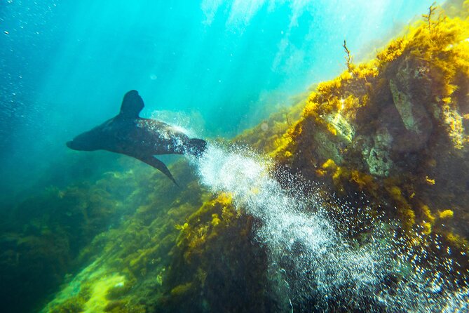 Kangaroo Island - Swim with Dolphins/Seals/Coastal Snorkel - Searching for dolphins in open water